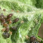 Photo by VI Pests, Pollinators and Beneficials (@VI_PPB)