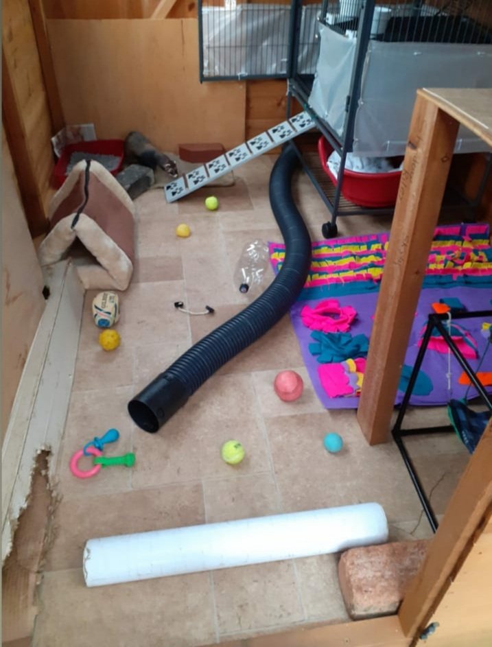 FerretsL's tweet photo. @emzoticofficial This is my ferrets enclosure, the shed is 5x6 and the enclosure is about 5x12.
The shed was customized, and the enclosure I built myself. I'm in the uk so I'm lucky I can provide this for them, they love it and so do I! They're my pride and joy☺🐾 https://t.co/YecFLmFsQR