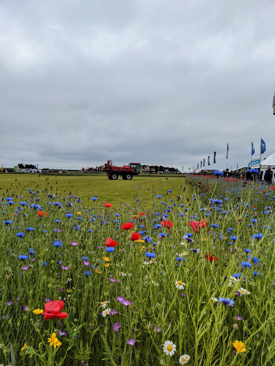 Kim_Rural's tweet photo. The sun didn't make an appearance at #Cereals2021 today but these wildflowers sure brightened things up https://t.co/1DjKOjHVLP