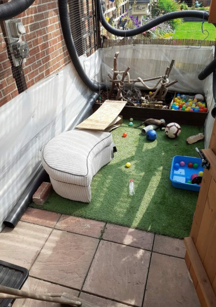FerretsL's tweet photo. @emzoticofficial This is my ferrets enclosure, the shed is 5x6 and the enclosure is about 5x12.
The shed was customized, and the enclosure I built myself. I'm in the uk so I'm lucky I can provide this for them, they love it and so do I! They're my pride and joy☺🐾 https://t.co/YecFLmFsQR