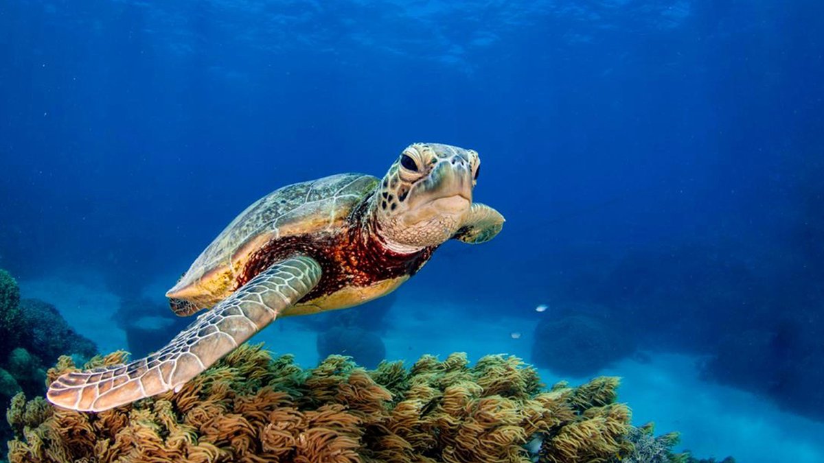 OceanWise's tweet photo. Have you set goals yet for #PlasticFreeJuly? Join Ocean Wise throughout the month and learn how individuals, businesses, and scientists are taking action to #BePlasticWise. Learn more about what this means to us at https://t.co/DgwxD3dHr2
#plasticpollution #oceanoptimism https://t.co/4SbrR6iqUA