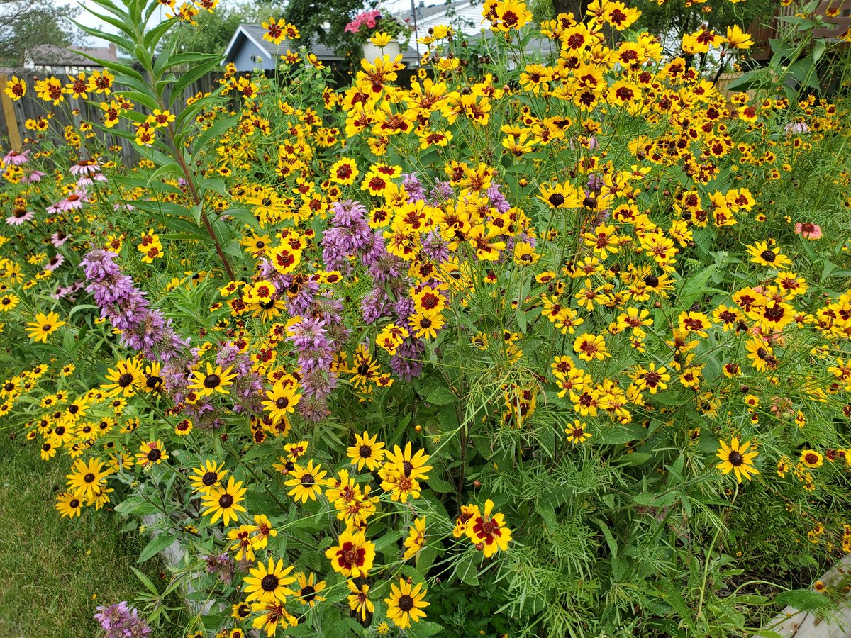 Mrs. S trying to encourage butterflies has instead been a busy bee bringing back the honeybees. 🐝