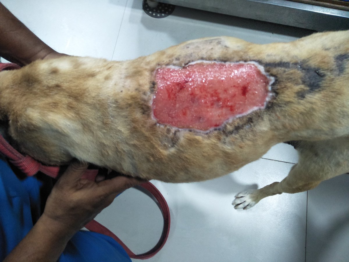 GullyRescue's tweet photo. GARF recused maggot wound dog,we thought he will not make it,due bad wound,but he was strong to come back,released him at his territory,public to inform when the wound is in initial stage to any NGO
#RescueDogs #PetaIndia #animalrescue #AnimalWelfare #animallovers #communitydogs https://t.co/H360sC9rCR