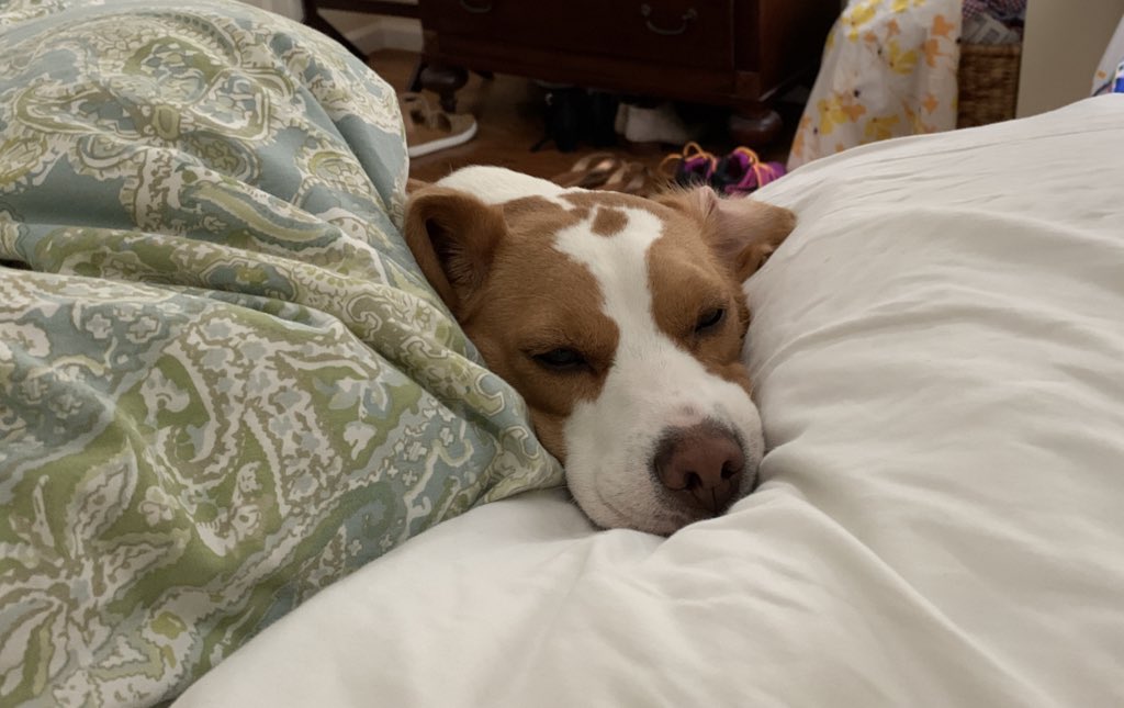BeagleLemon's tweet photo. @HeckinGoodDogs https://t.co/y8T8p9MHOq