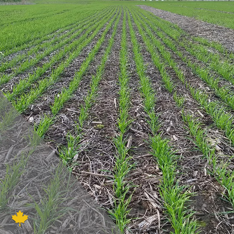 💪 Potencia y selectividad en un mismo herbicida.

Aminopyralex es una excelente herramienta para el control de malezas de hoja ancha, ya sea en trigo y cebada, como en pasturas gramíneas. Se destaca por su control sobre malezas de la familia Polygonaceae, como Rumex o Polygonum.