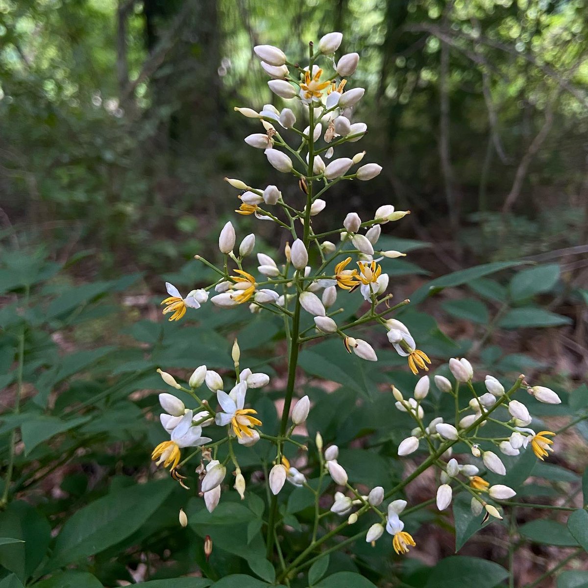 alex ebert tweet media