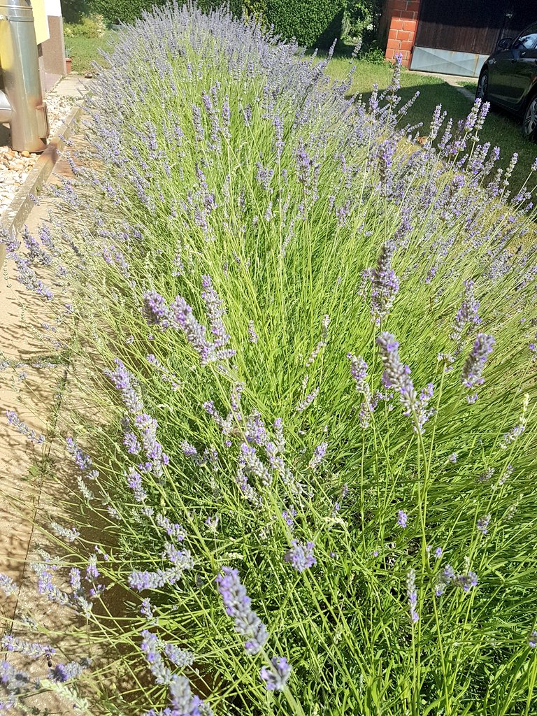 Baronka's tweet photo. Ko kaže da lavanda ne uspijeva u #podravina? https://t.co/QPDLqRzJp9