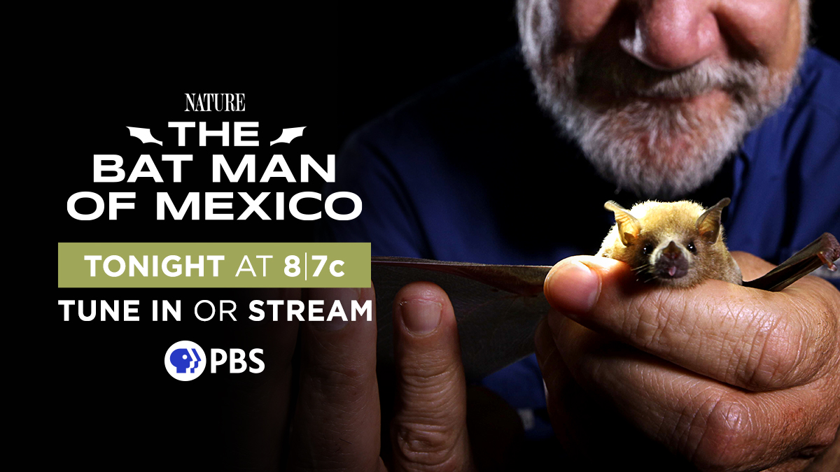 PBSNature's tweet photo. Meet Mexico’s very own ‘Bat Man,’ an ecologist dedicating his life to saving bats. #NaturePBS https://t.co/DAN9kVho1U