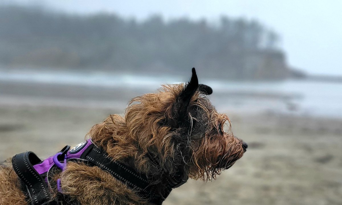 Took my dog Dublin on a beach walk this morning. #Oregonbeaches