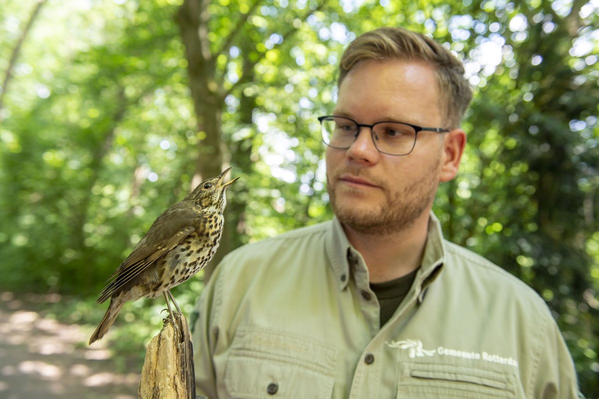 De #zanglijster staat deze maand centraal in de #10van010! Boswachter Jochem Hagoort vertelt waarom deze soort zo belangrijk is, én wat jij kunt doen om de zanglijster te helpen! Lees hier meer: bit.ly/3y1ekgg