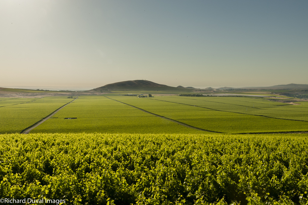 nwwinereport's tweet photo. Hey 19! Washington receives its 19th appellation tomorrow, two weeks to the day after gaining its 17th and 18th. On the blog, an in-depth look at Goose Gap. #WAwine #GooseGap #YakimaValley
https://t.co/nvQjfALlb7 https://t.co/nYf1n5imfv