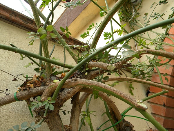 Poda De #Jazmin  – Cuando Y Como Realizarla? La poda de conocesobre.com/todosobrejardi… #clasesdejazmines #comopodarjazmin #comopodarunjazmin