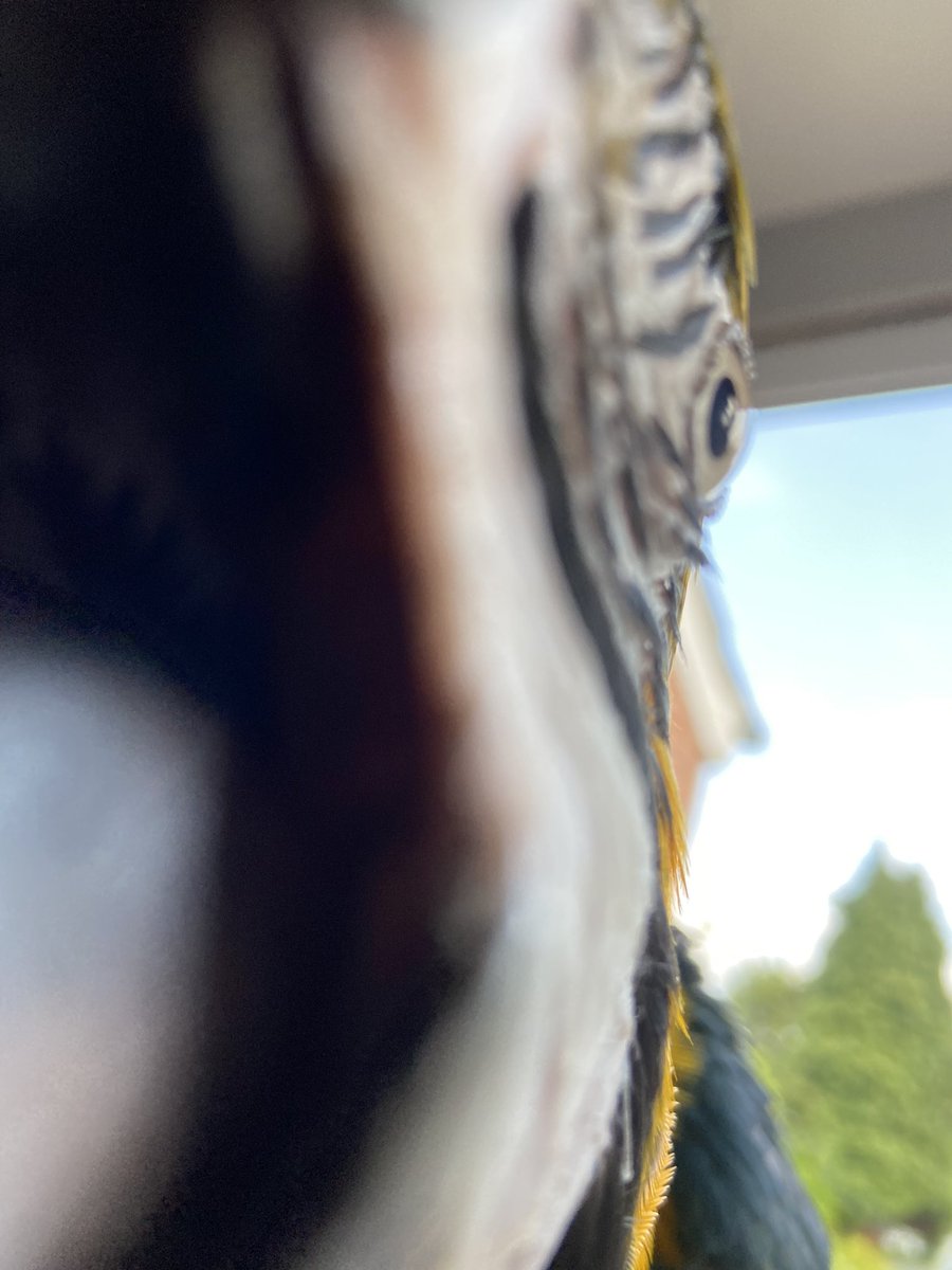 powellina's tweet image. When you’re trying to film your pet for @BWC_NHS #ConnectWeek &amp;amp; this is what happens 🤦🏾‍♀️