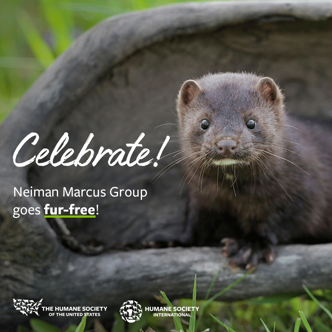 humaneworldorg's tweet photo. GREAT NEWS! 👏  @neimanmarcus group will be closing all fur salons and ending its use of animal fur! We are one step closer to a fur-free world! 💙 🦊

Read more: https://t.co/sdv3JxtCYD https://t.co/wTszAyeoXU