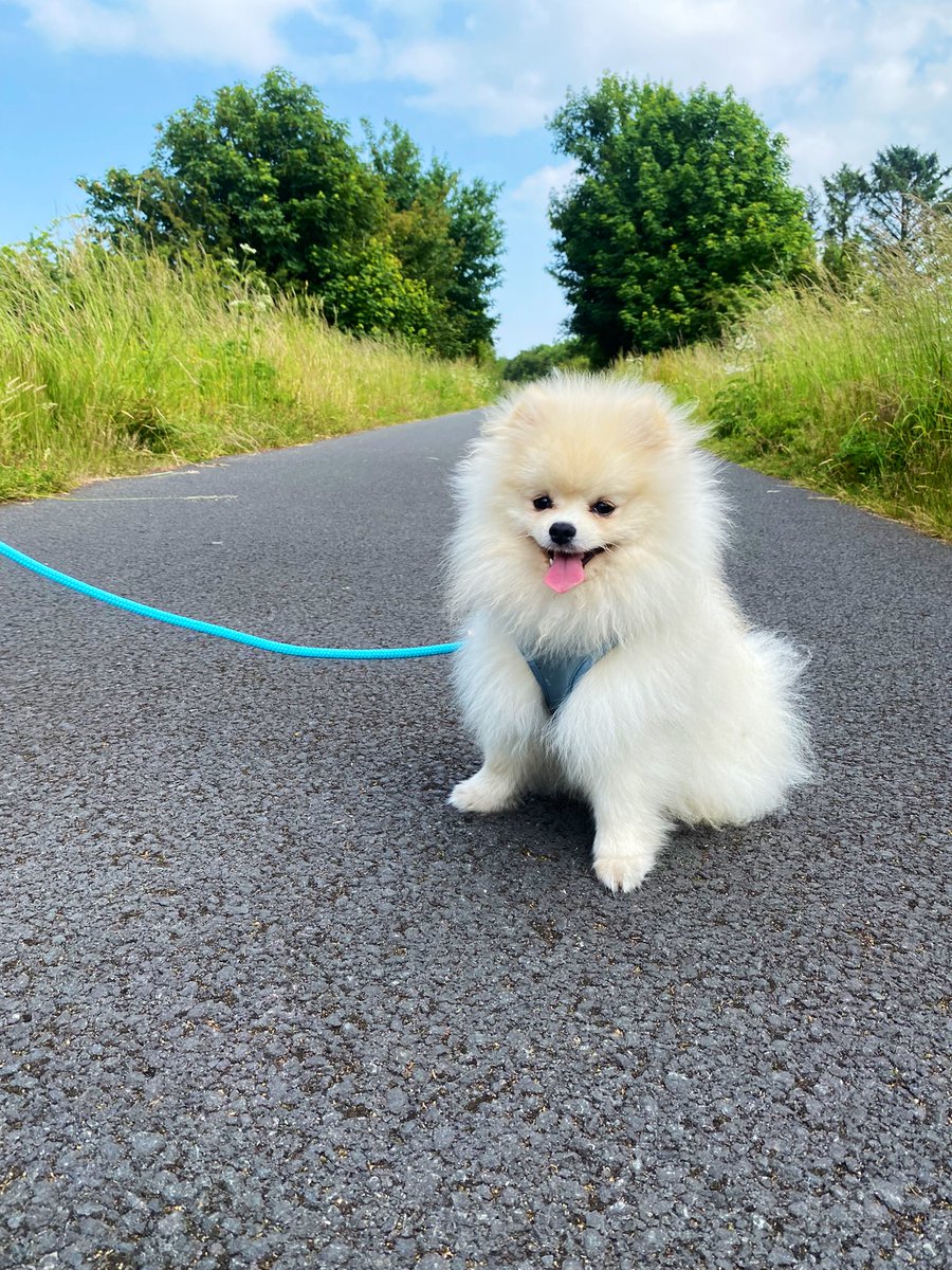 ShaunaBooth1's tweet photo. Louie the lunatic 😂🙈 https://t.co/HZIy4ytJyk