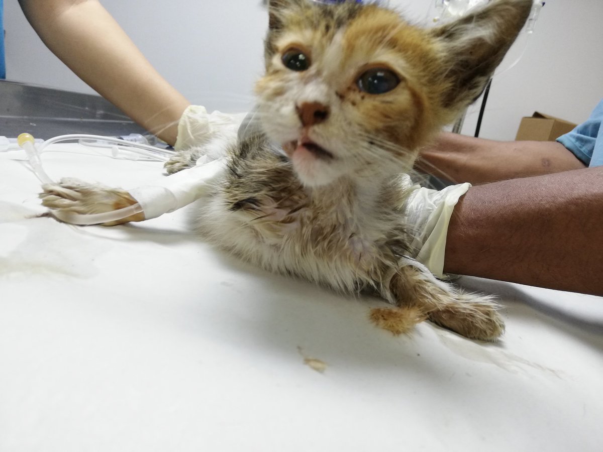 That's the type of cases I deal with on the daily basis. Luckily a kind lady agreed to cover the vet fees so  I rescued him. Help me raise funds to buy or build a shelter for 80 cats and 20 dogs. <a href="/JCVD/">Jean-Claude Van Damme</a> <a href="/Cristiano/">Cristiano Ronaldo</a> <a href="/rickygervais/">Ricky Gervais</a> <a href="/MileyCyrus/">Miley Cyrus</a>  <a href="/GlobalVegans/">Global Vegans Ⓥ</a> <a href="/LeoDiCaprio/">Leonardo DiCaprio</a> <a href="/booba/">Booba</a>