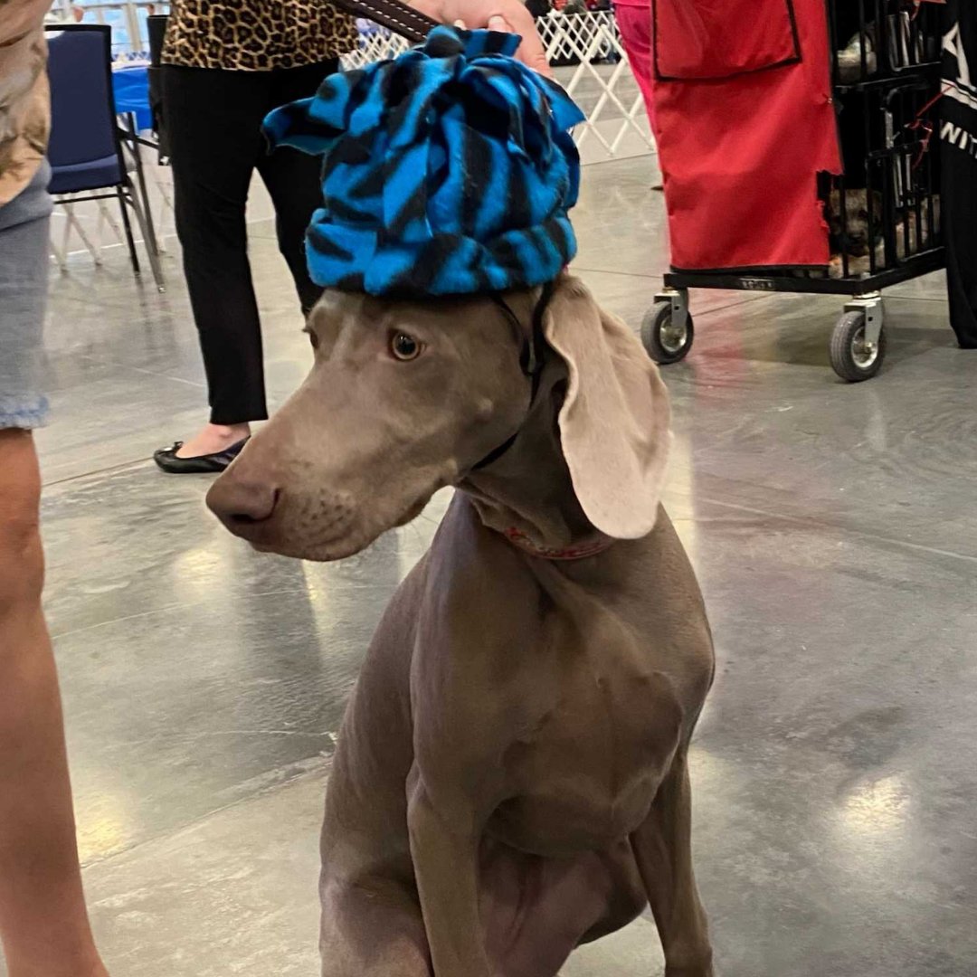 weimaraner costume