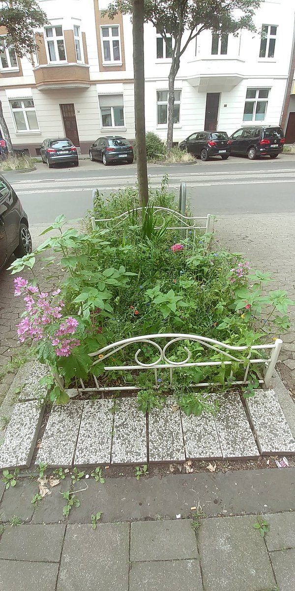 How it started.      How it's going.
Love it.
#Düsseldorf #Flingern #Guerillagardening