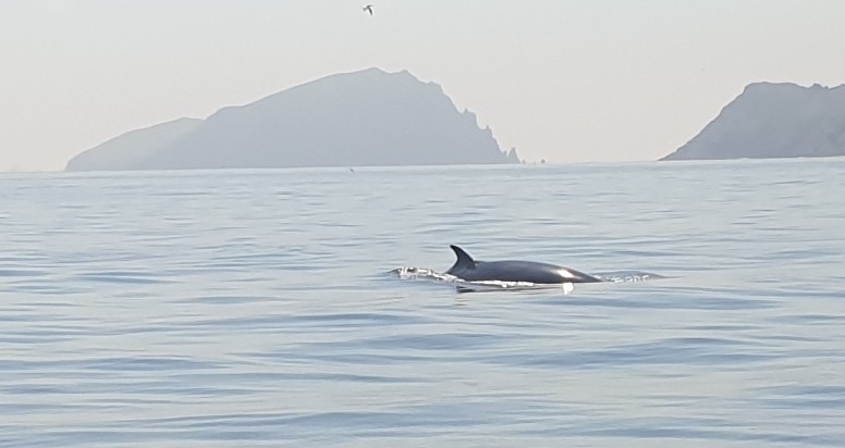 Wow Dingle Sea Safari (<a href="/DingleSeaSafar/">Dingle Sea Safari</a>) is the best tourist money I've spent in forever. 2 and a half hours of scenery, minke whales, loads of Dolphins, endless puffins and got to see the Blasket islands. So good 😍😍😍