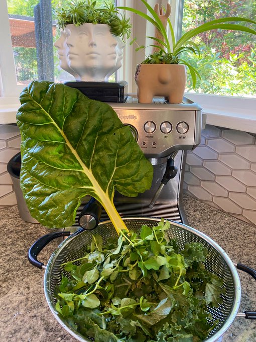 2 pic. Brutal workout. 

Lunch from my garden. (Pea shoots, wild lambs quarter, Swiss chard and kale