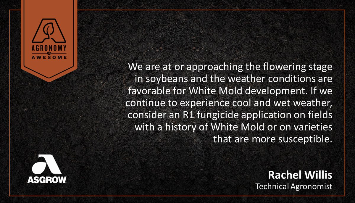 If we continue experiencing cool and wet weather, TA <a href="/rachel_willis_/">Rachel Willis</a> recommends an R1 fungicide application to protect against White Mold🌱 Learn more about managing White Mold: dekalbasgrowdeltapine.com/en-us/agronomy…