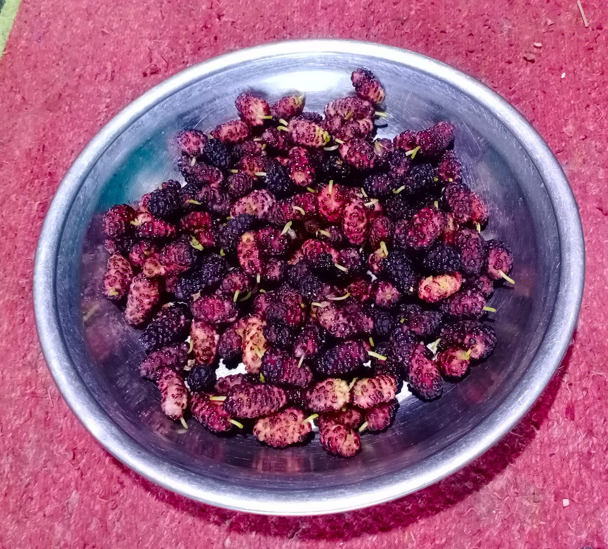 BarahValley's tweet photo. #BarahValley
#Mullberry #Apricot
PC: Ali
about today https://t.co/3su3y2CxHE