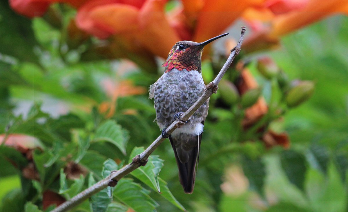 Front view of that male Anna's color. Almost blends in perfectly with the flowers.

#birdwatching #birdphotography #nature #wildlife #hummingbird