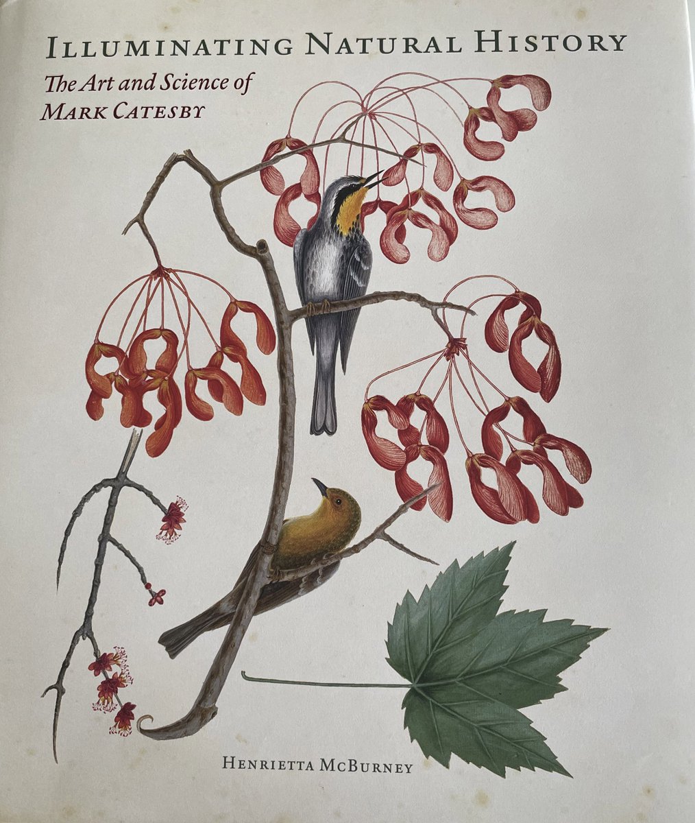 _E_Shaughnessy's tweet photo. @dominikhhh @SHNHSocNatHist #twitterstorians Just seen this new wonderful illustrated book on #Catesby โIlluminating Natural History: The #art and #science of Mark Catesbyโ by Henrietta McBurney & published by @YaleBooks #NaturalHistory #NatHist #Carolina #zoology #botany #birds https://t.co/zHwMa0bddh