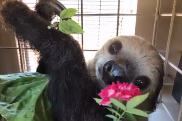margiesw's tweet photo. The presenters during @ohointeractive's #OHOu sessions this month have been fantastic, but Fernando the sloth was a favorite today.
Thanks for this live Q & A with the Phoenix Zoo! https://t.co/6YpCwHQ99H