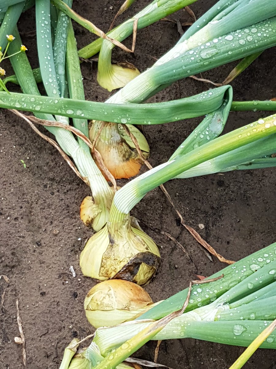 Prachtige Troy in Limburg. Bestemd voor Snebo.