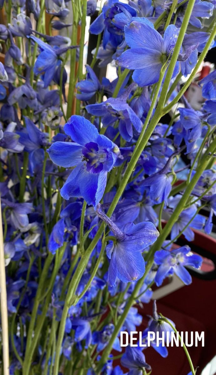 The Newfoundland Weavery (@thenlweavery) on Twitter photo Our sidewalk flower bar is open until 6! Come down and say hi, Water St. construction is done! #shoplocalnl #yyt #downtownstjohns #lovedowntownstjohns #nfld #nltraffic #stjohns <a href="/DowntownStJohns/">Downtown St. John's</a> <a href="/stjohnsbot/">The Board of Trade</a> @CityofStJohns Our sidewalk flower bar is open until 6! Come down and say hi, Water St. construction is done! #shoplocalnl #yyt #downtownstjohns #lovedowntownstjohns #nfld #nltraffic #stjohns <a href="/DowntownStJohns/">Downtown St. John's</a> <a href="/stjohnsbot/">The Board of Trade</a> @CityofStJohns