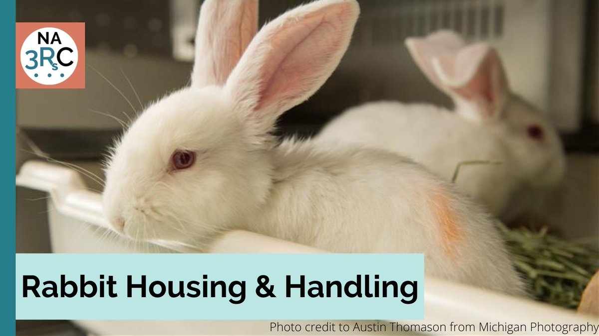 NA3RsC's tweet photo. This week is #RabbitAwarenessWeek, so we're hopping in to share some #refinements and best practices for rabbit housing and handling. For more, check out our rabbit refinement page at https://t.co/z0xwotcXje https://t.co/47jlieqPBz
