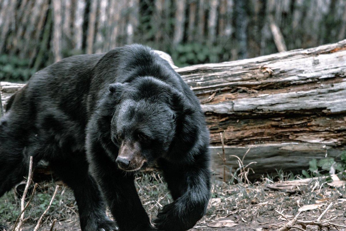 July is almost here - and we need your help!  Before the click strikes midnight, invite a friend to the page, start a fundraiser or make a donation to Bears Etc. as we bring our sanctuary to fruition!  #bear #bears #santuary #donate #invite #share #