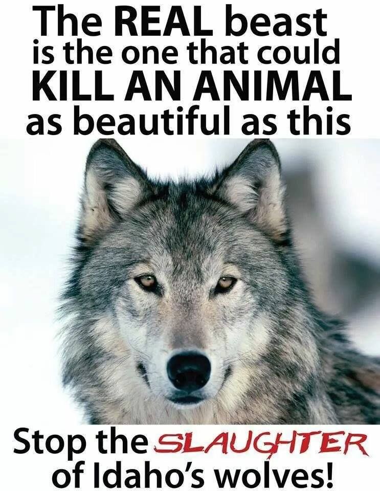 MisteryMoments's tweet image. #Idaho #Hunters ‼️‼️
#StopKillingWolves ‼️‼️#StopKillingWildLife ‼️‼️#StopDestroyingNature ‼️‼️
#Wolves #Nature #Help