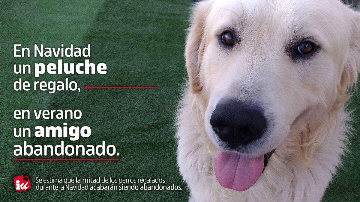 La adopción de un animal necesita siempre la máxima responsabilidad. Antes de adoptar, recuerda:

🐾 Estará contigo toda su vida.
❤️ Debes proporcionarle atención y cariño, aún más en sus primeros y últimos años.
🩺 Necesita atención veterinaria.
🐕 No son cachorros para siempre.