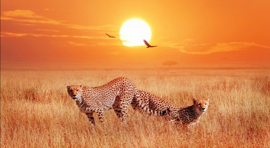 Magnificent sunset over the Kruger National Park . South Africa 🇿🇦💚🧡
