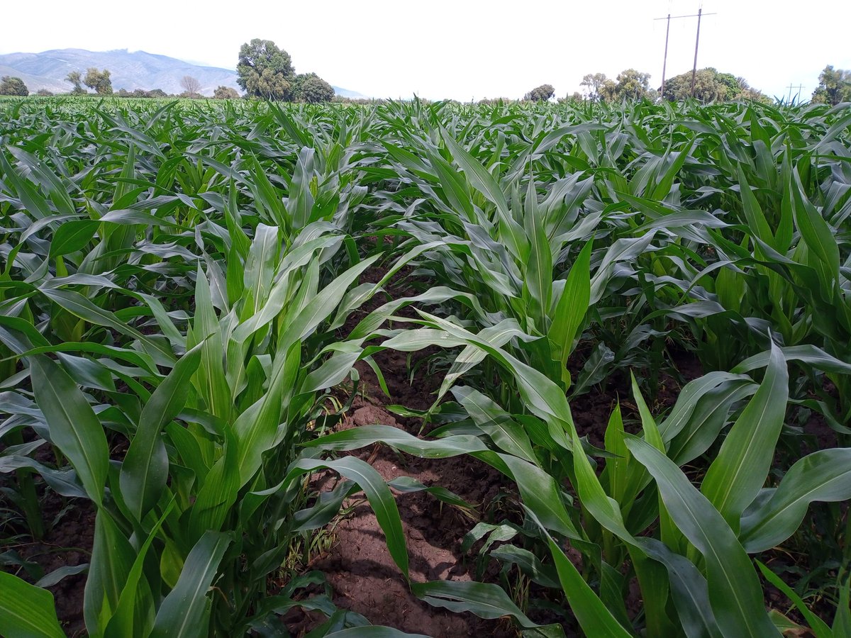 KalElmoro's tweet photo. Es un buen año para la producción de maíz https://t.co/EwVvWf5AT7
