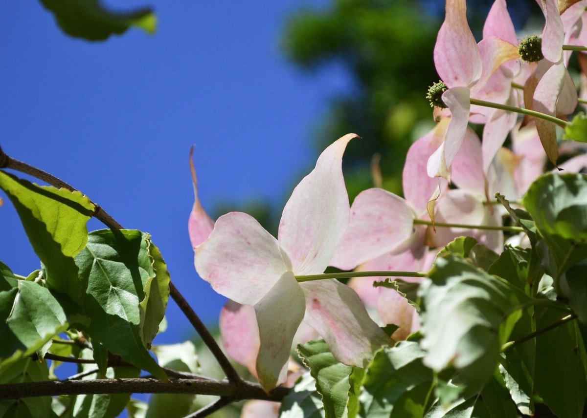 花言葉は友情 花言葉は友情