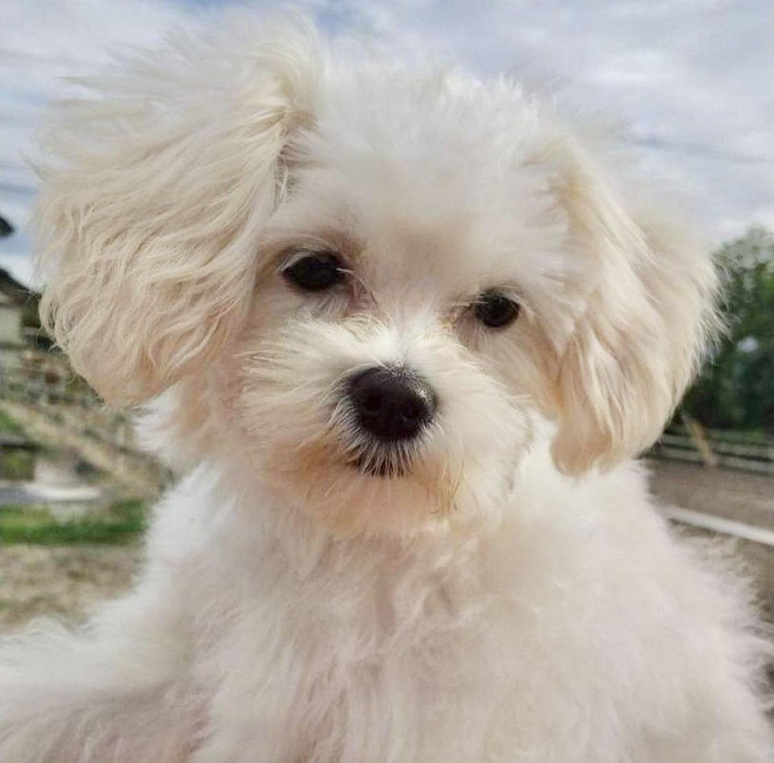 里親募集中犬 Twitter Search