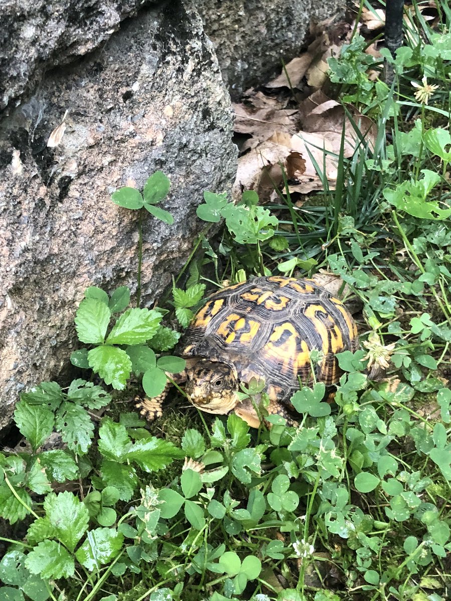 Every day there’s a new creature in my yard #WestVirginiaLiving 🐢
