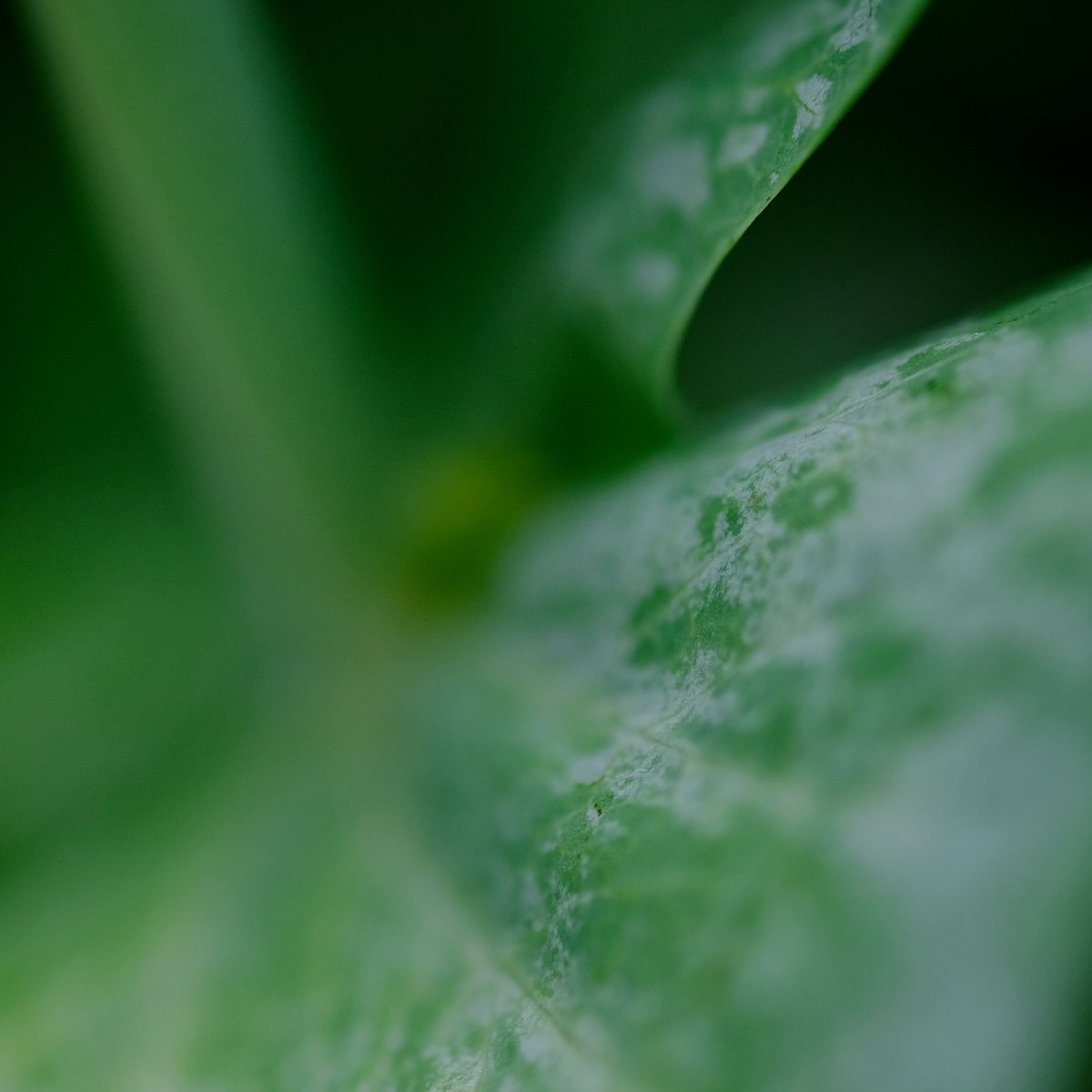 junekrisko's tweet photo. Sugar pea leaves.
.
.
.
#haliburton #myhaliburton #myhaliburtonhighlands #haliburtonhighlands #onhighlands #junekriskoartist #junekriskophotography #sugarpeas #fuji60mmmacro #fujixt20 https://t.co/DrgXsi1SYH