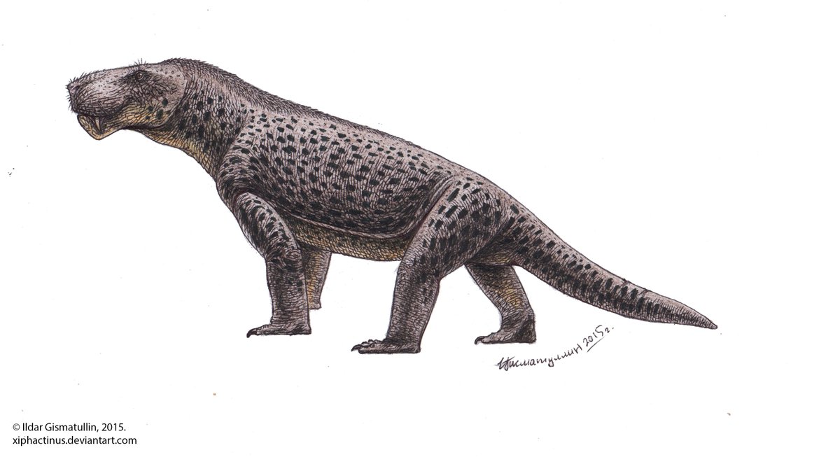 ildarotyrannus's tweet photo. #SynapsidWeek ends, and I don't have time to finish my work. So it's better to look at these earlier drawings. 🙂 Anteosaurus, Inostrancevia and Lycaenops. Yes, they are all pointing their muzzles to the left. Yes, these are lateral views. 

#PaleoThemeWeek #paleoart https://t.co/WAq1mIxWa5