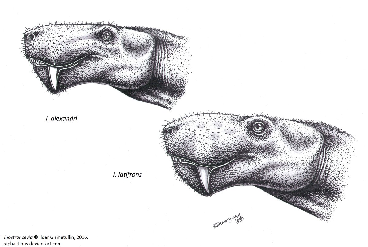 ildarotyrannus's tweet photo. #SynapsidWeek ends, and I don't have time to finish my work. So it's better to look at these earlier drawings. 🙂 Anteosaurus, Inostrancevia and Lycaenops. Yes, they are all pointing their muzzles to the left. Yes, these are lateral views. 

#PaleoThemeWeek #paleoart https://t.co/WAq1mIxWa5