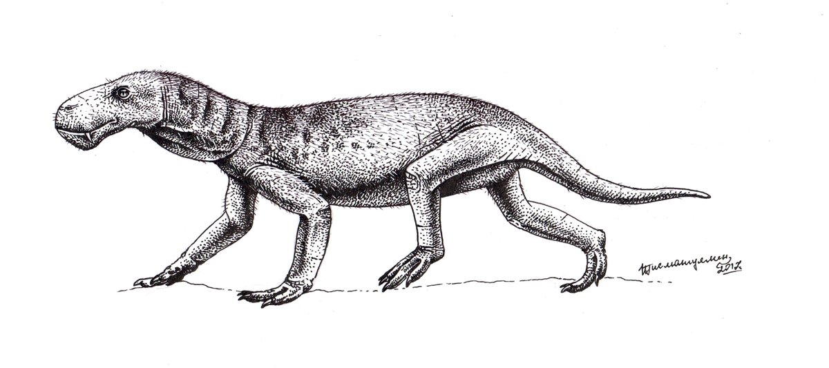 ildarotyrannus's tweet photo. #SynapsidWeek ends, and I don't have time to finish my work. So it's better to look at these earlier drawings. 🙂 Anteosaurus, Inostrancevia and Lycaenops. Yes, they are all pointing their muzzles to the left. Yes, these are lateral views. 

#PaleoThemeWeek #paleoart https://t.co/WAq1mIxWa5