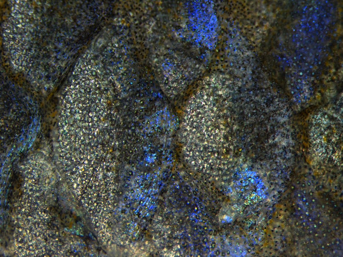 When you look at fish and find diamonds instead 💎<a href="/evomorpholab/">Morphological evolution lab</a>