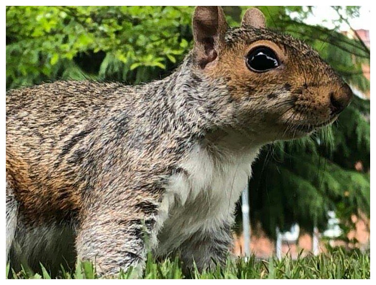 AndUnd21's tweet photo. Inquisitive
#Nature #Photography #Squirrel #Squiggle #Squirl #Nuts https://t.co/cqMrSmXvb6