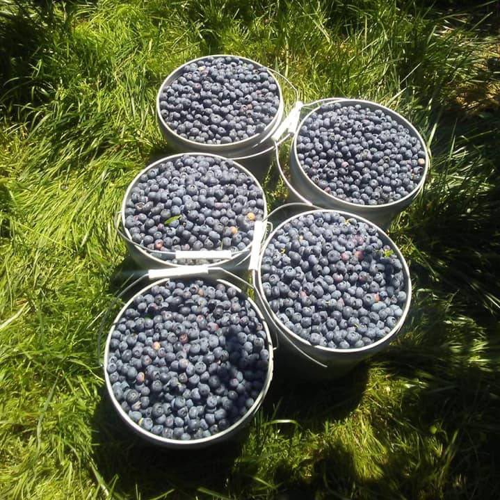 Heat killed WA blueberry worker Ricardo Sotelo ​on June 30 2015.

The day he died it was 107°. Ricardo and co-workers were ill and began to vomit. He asked for a break, but was denied by his supervisor. Medical records state death was due to heat stroke. 

@GovInslee: Protect us.