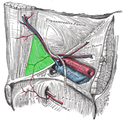#SurgicalHistoryIASSS Franz Hesselbach was a German anatomist and surgeon. He described Hesselbach's triangle 📐, a region of the lower and anterior abdominal wall through which a hernia can protrude. Limits: Epigastric vessels, inguinal ligament, and the rectus abdominis muscle.