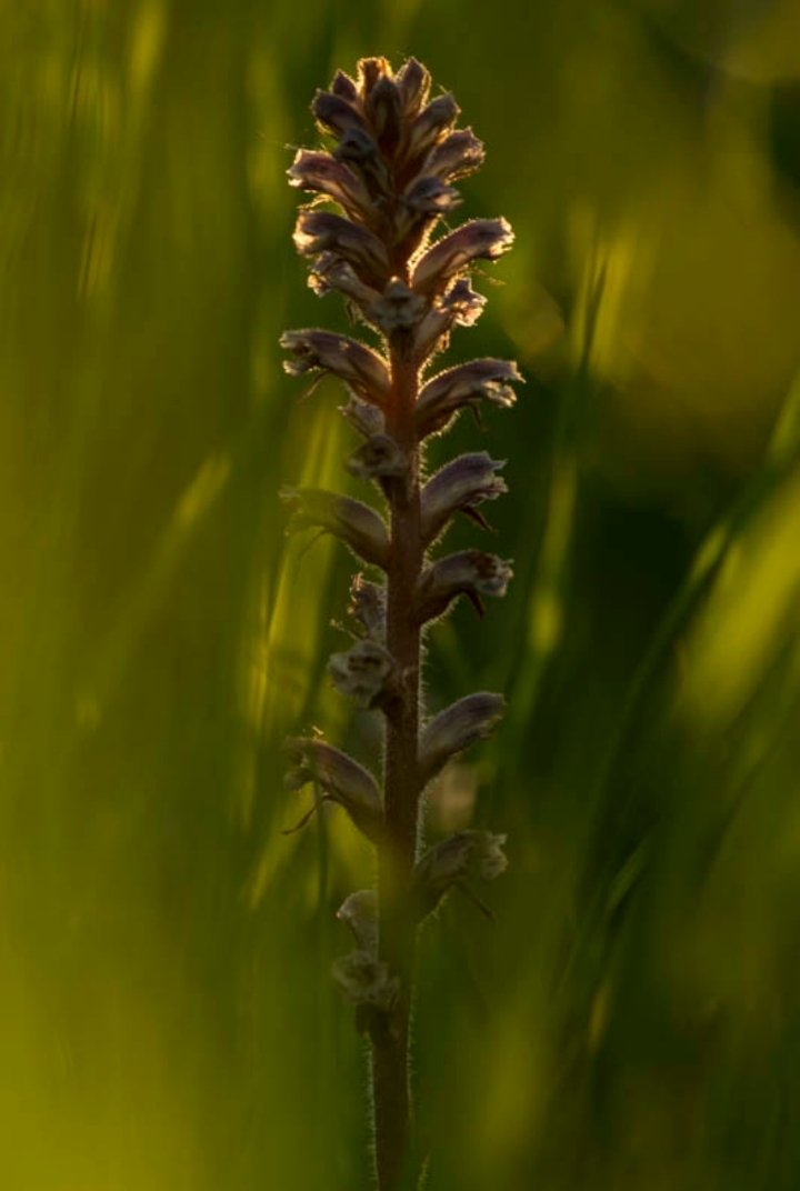Day 30 For the last day of #30dayswild I'm sharing this shot of snazzy Common Broomrape. This one is parasitic on clover, nicking all its nutrients from there! 😳 

#norfolk #broomrape #wildflower <a href="/NorfolkWT/">Norfolk Wildlife Trust</a> <a href="/wildflower_hour/">wildflowerhour</a> <a href="/30DaysWild/">#30DaysWild from The Wildlife Trusts</a> <a href="/WildlifeTrusts/">The Wildlife Trusts</a> <a href="/BSBIbotany/">BSBI: Botanical Society of Britain & Ireland</a>