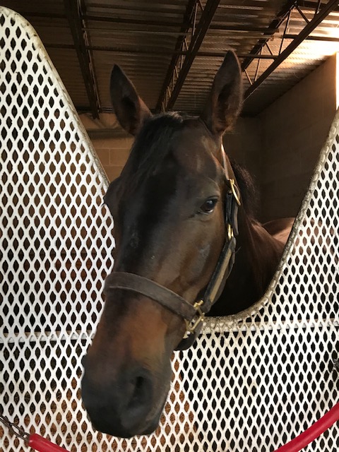 LBBStables's tweet photo. You know what would make this an even better week for LBB? A big run out of our boy, Prince Leo, tonight at @CanterburyPark. Hope he has a chance to settle early and then show off a bit late. Let's have some fun tonight. #GoLeoGo https://t.co/YQgD8IPLXs